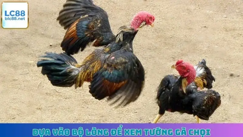 Dựa vào bộ lòng để xem tướng gà chọi