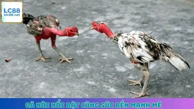 Gà nòi nổi bật cùng sức bền mạnh mẽ