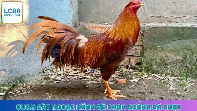 Quan sát ngoại hình để chọn giống gà chọi