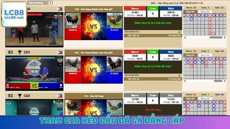 Tham gia kèo đấu đá gà đẳng cấp