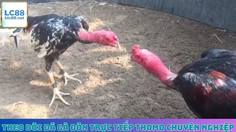 Theo dõi đá gà đòn trực tiếp Thomo chuyên nghiệp